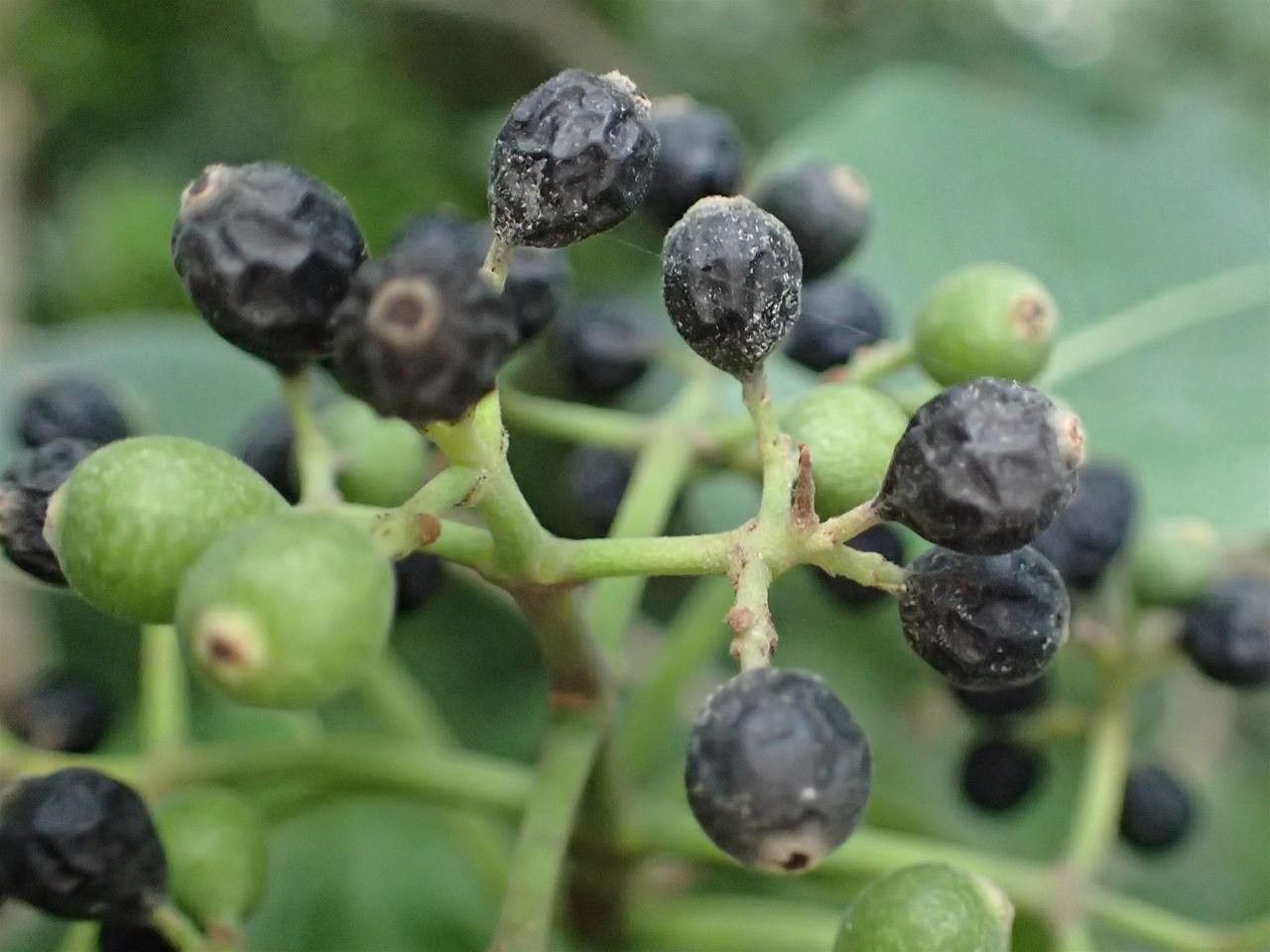 Coptosperma borbonicum fruit