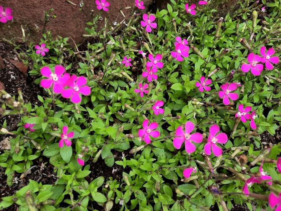 Silene pseudoatocion habit