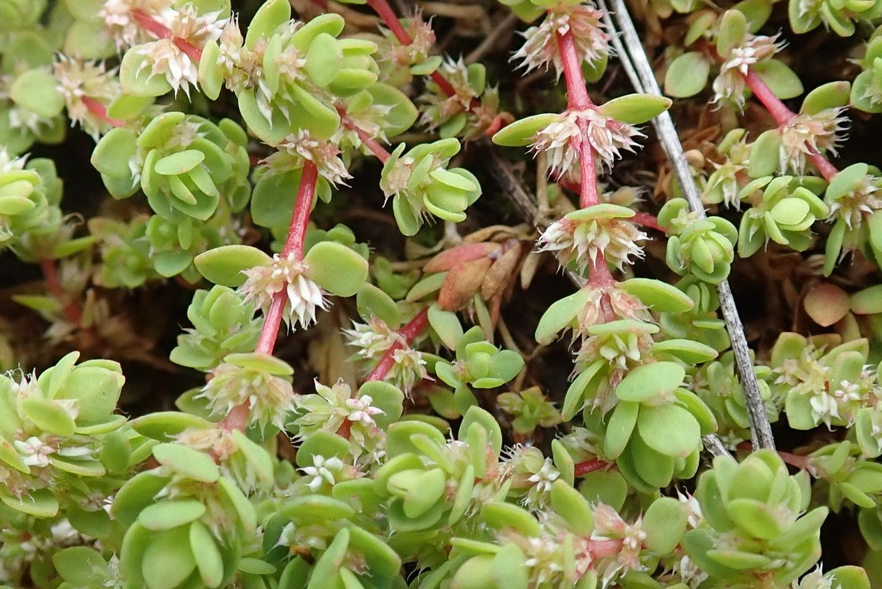 Illecebrum verticillatum — clay tolerant houseplant