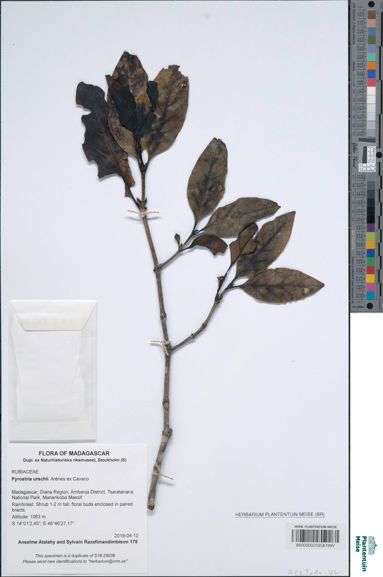 Pyrostria urschii — houseplant care guide