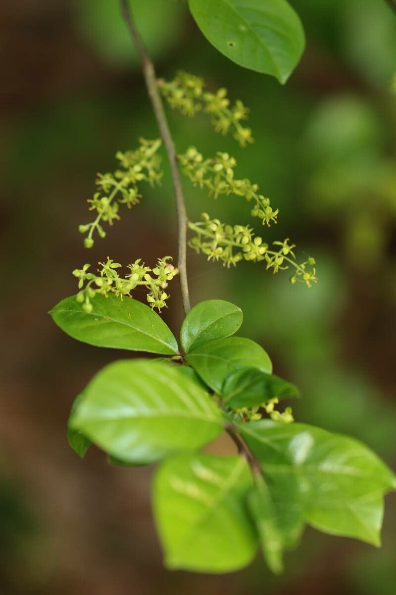 Orixa japonica — houseplant care guide