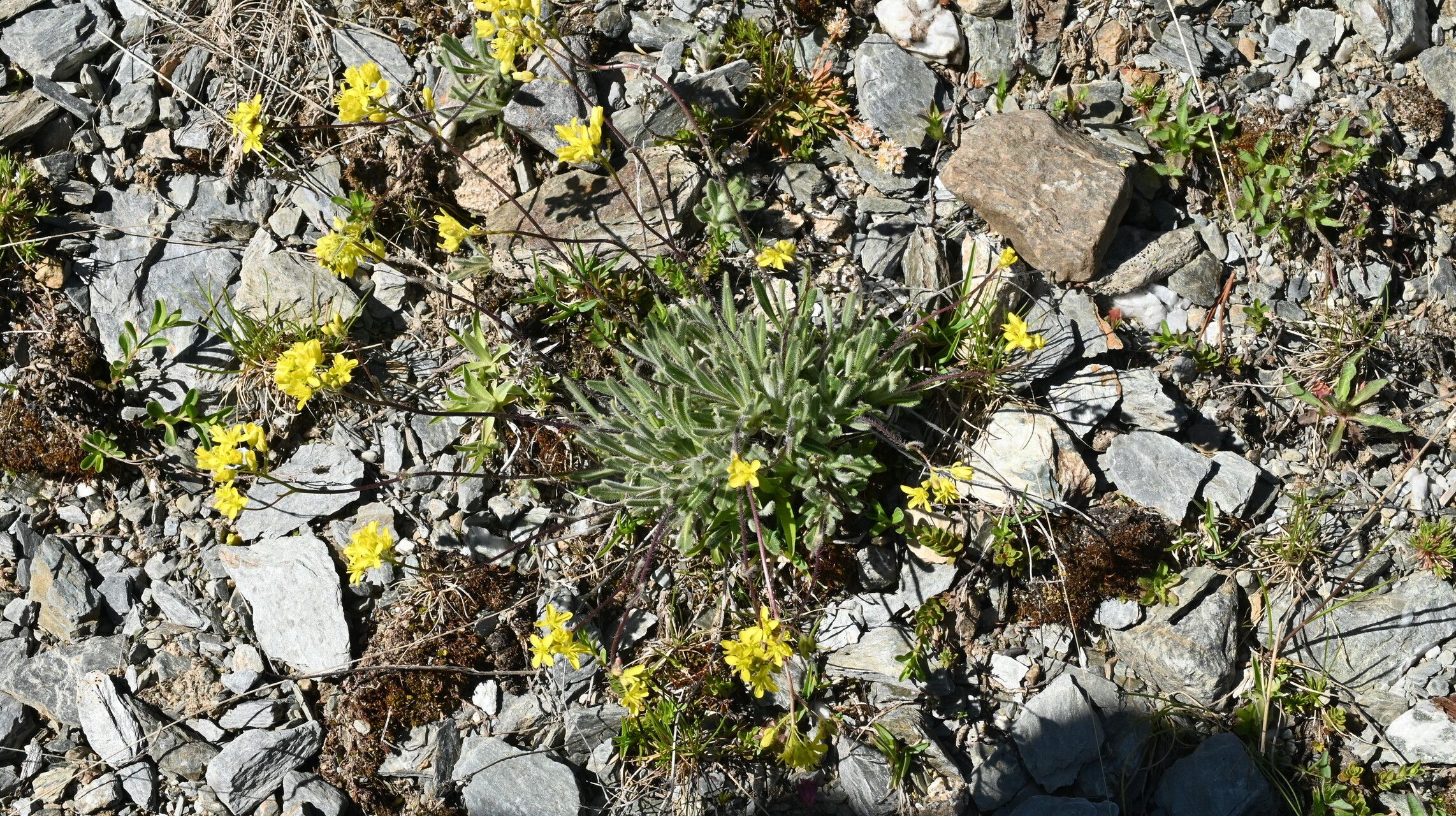 Biscutella intermedia habit