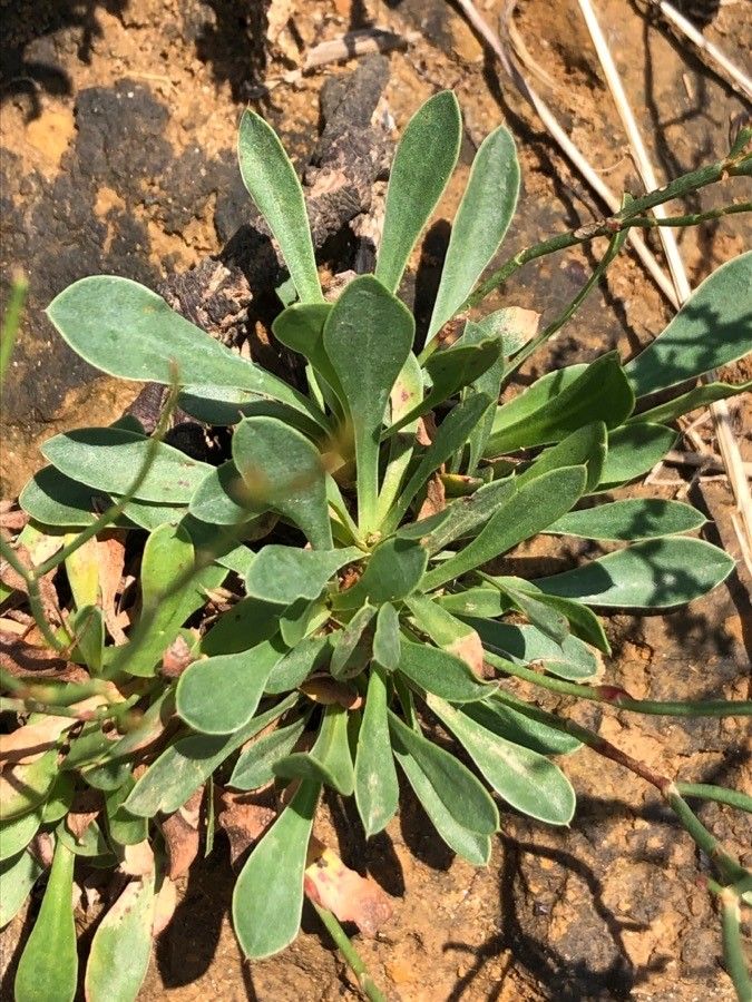Limonium ovalifolium — search result for 'Limonium'