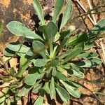 Limonium ovalifolium