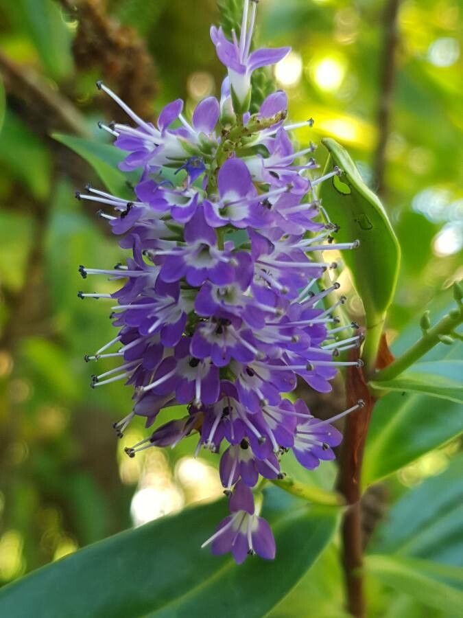 Hebe salicifolia flower