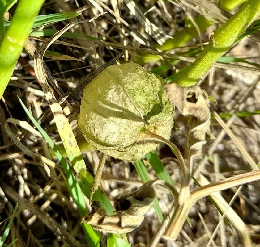 Physalis viscosa fruit