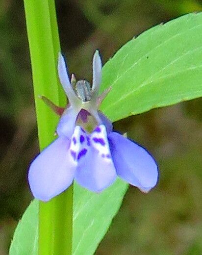 Lobelia flaccida flower