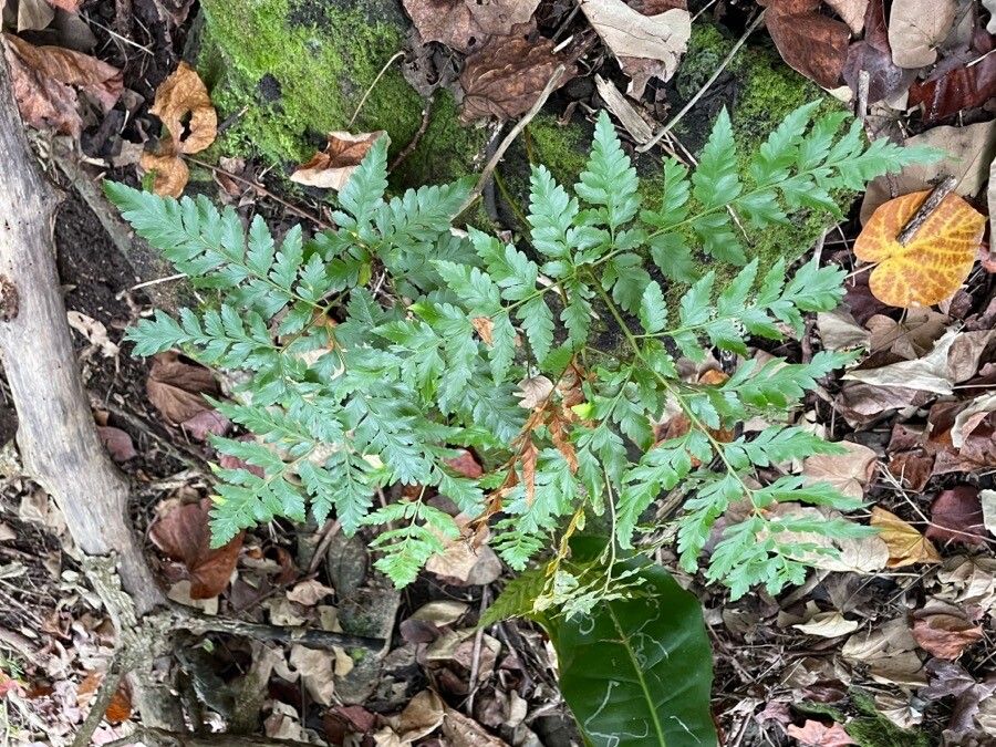 Davallia solida leaf