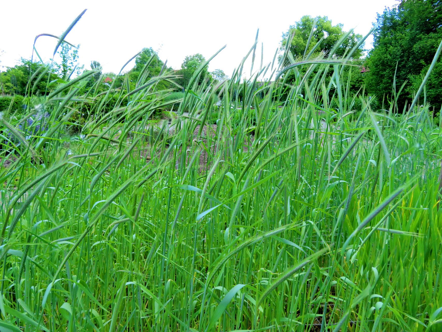 Secale vavilovii habit