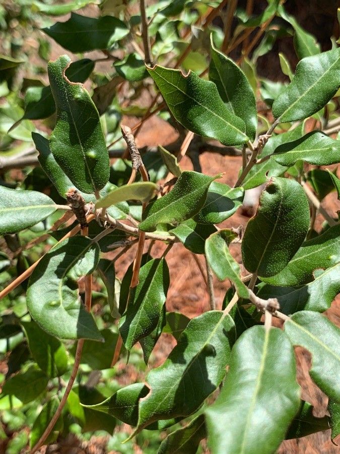 Croton gratissimus — search result for 'Somalia'
