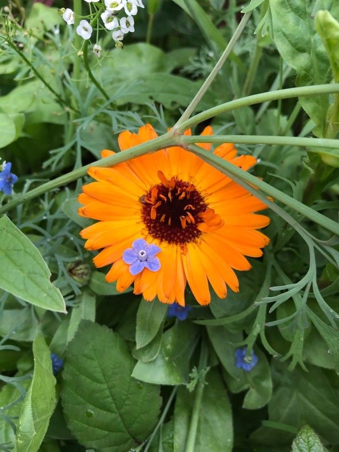 Myosotis debilis — houseplant care guide