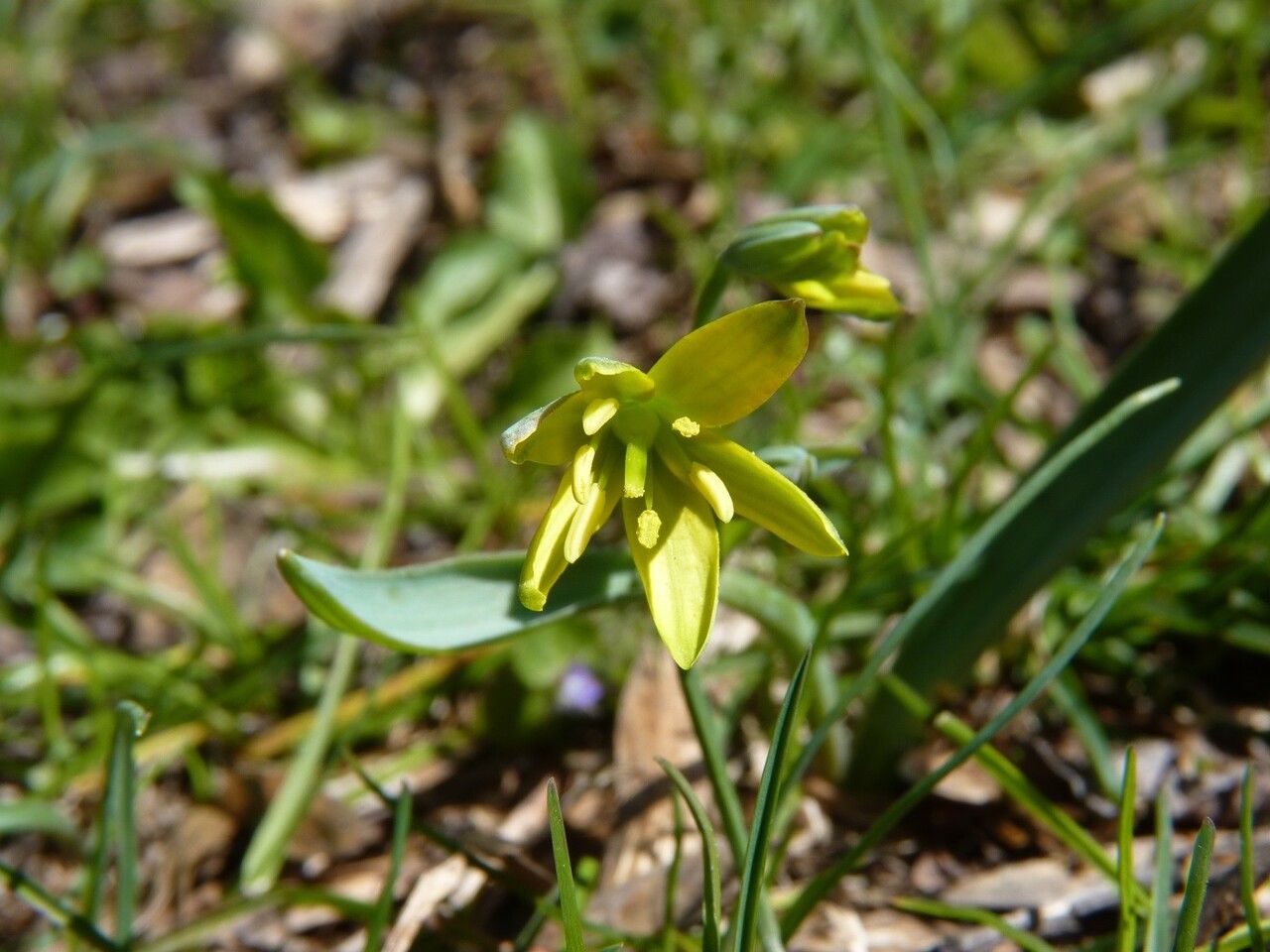 Gagea lutea flower