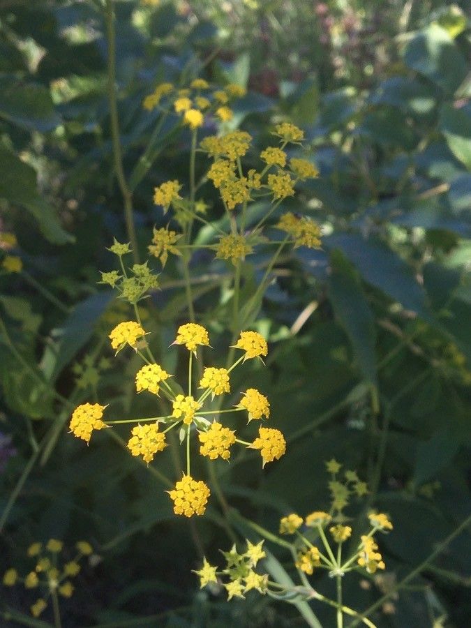 Bupleurum alpigenum