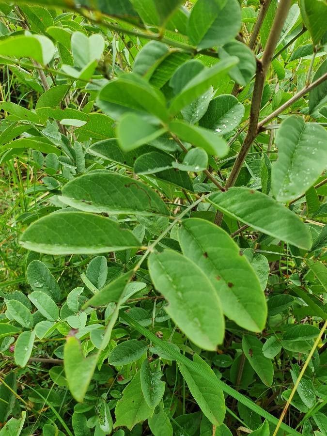 Indigofera binderi — search result for 'Indigofera'