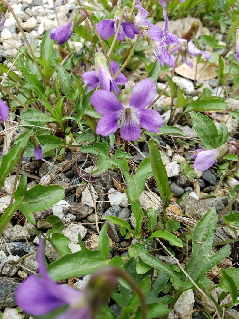 Viola pedatifida flower