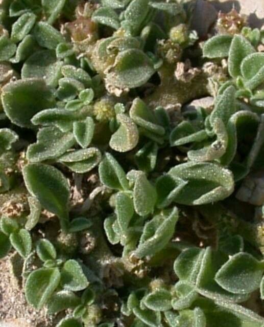 Aizoon canariense — search result for 'Aizoaceae'