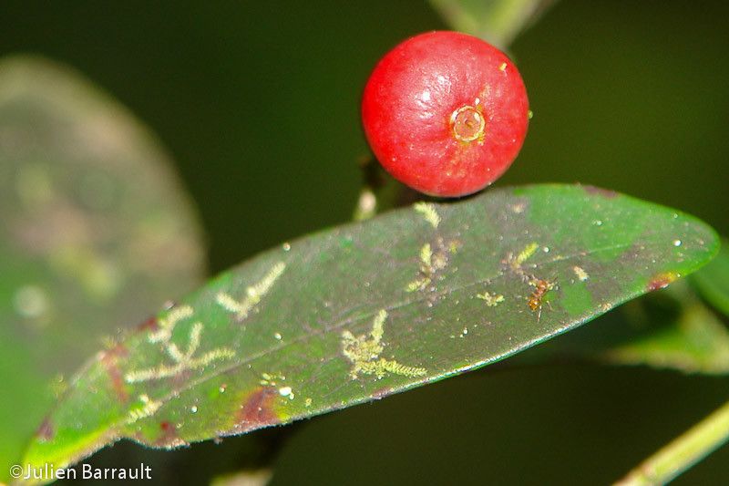 Syzygium rivulare fruit