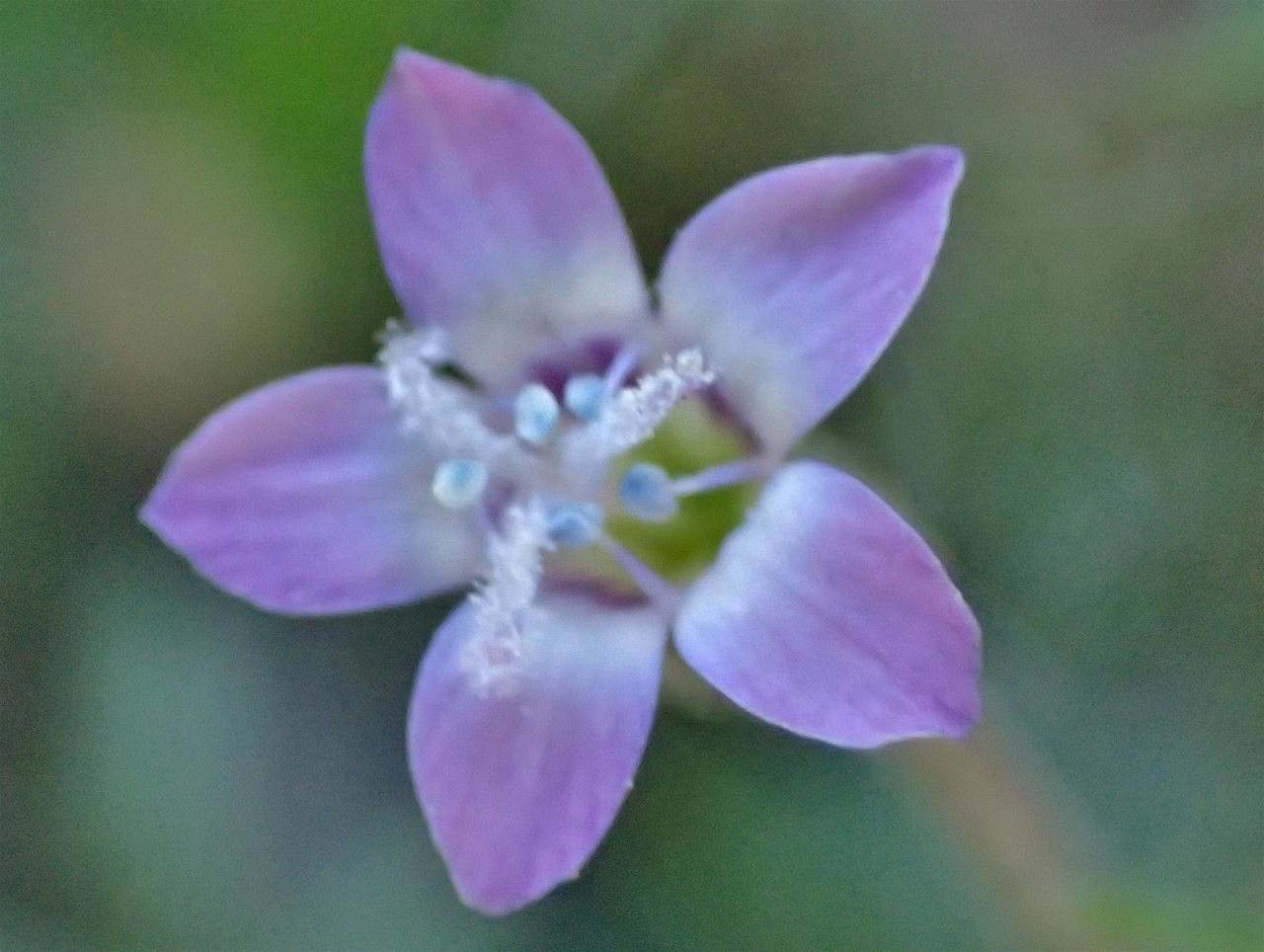Gilia laciniata flower