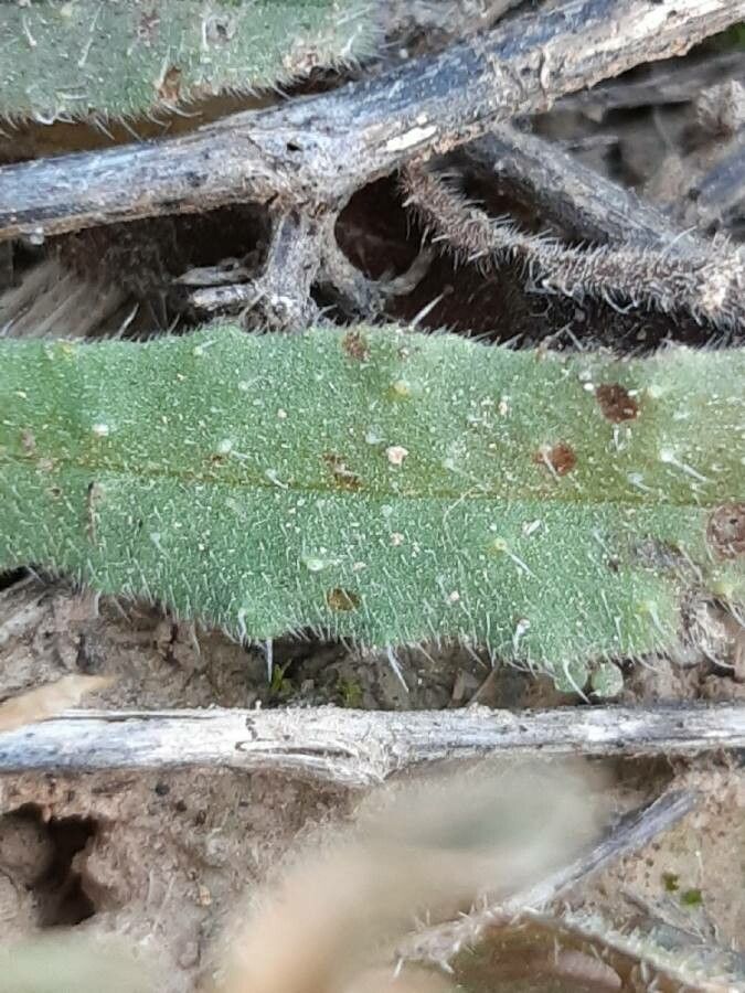 Nonea micrantha leaf