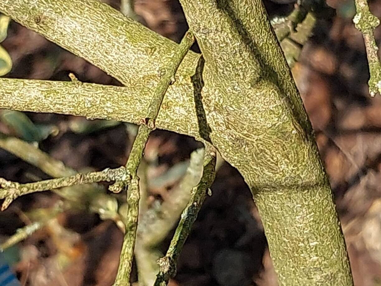 Ligustrum ibota bark