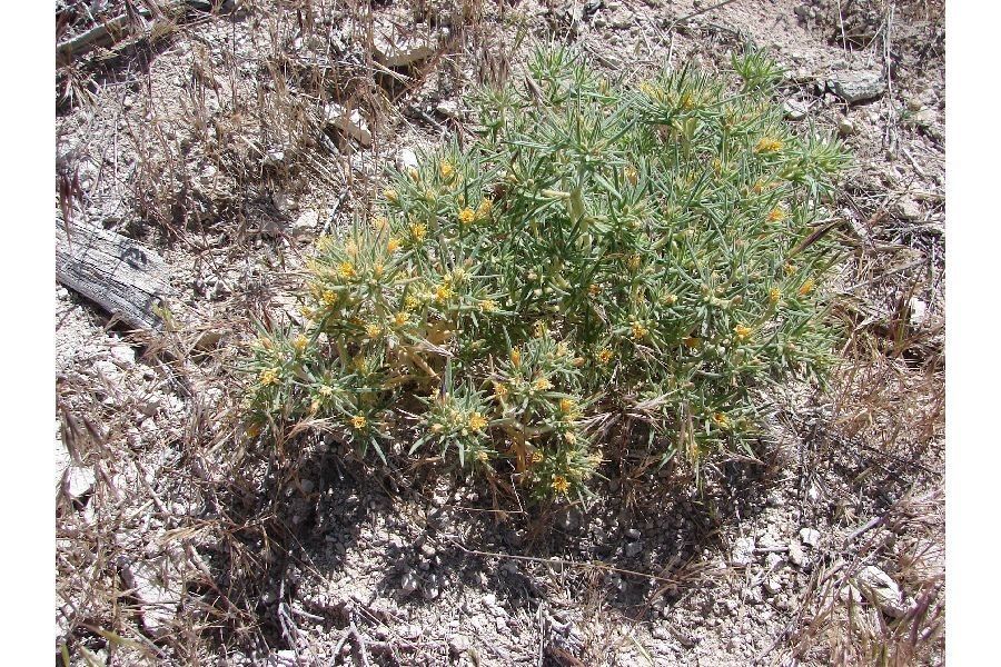 Mentzelia torreyi habit