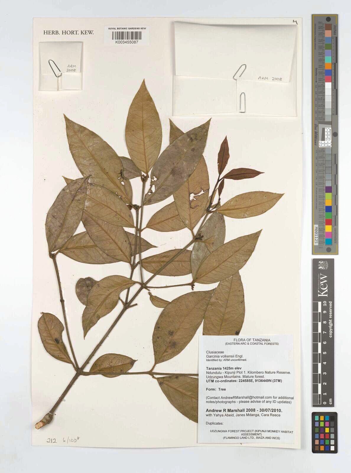 Garcinia volkensii other