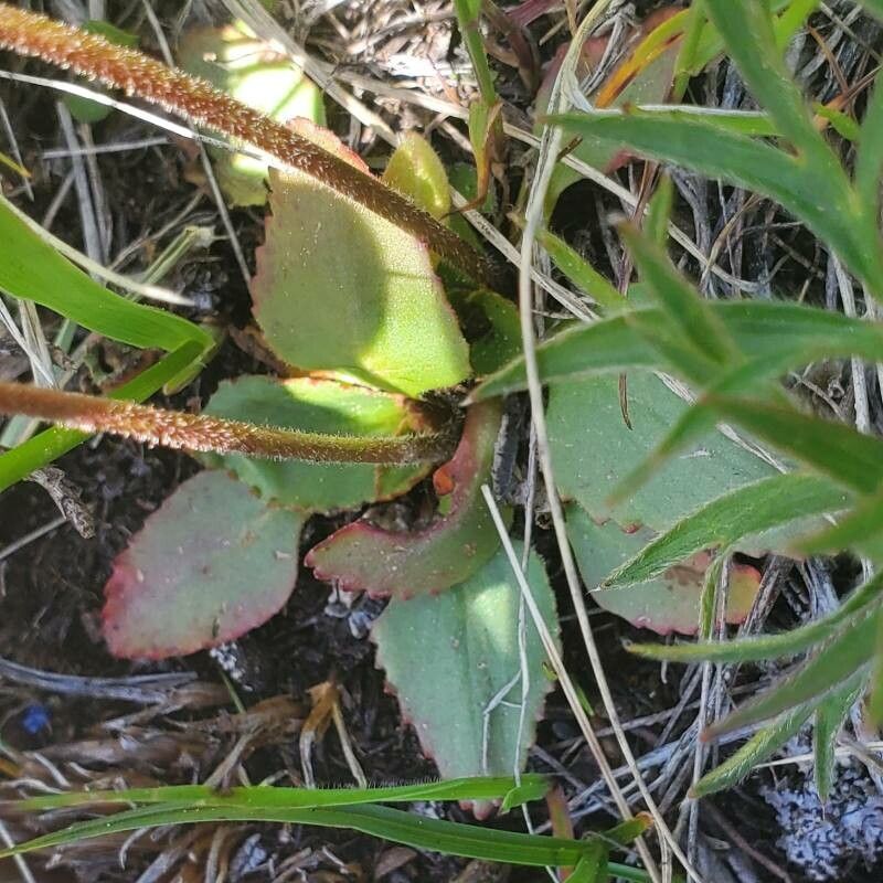 Micranthes oregana — houseplant care guide