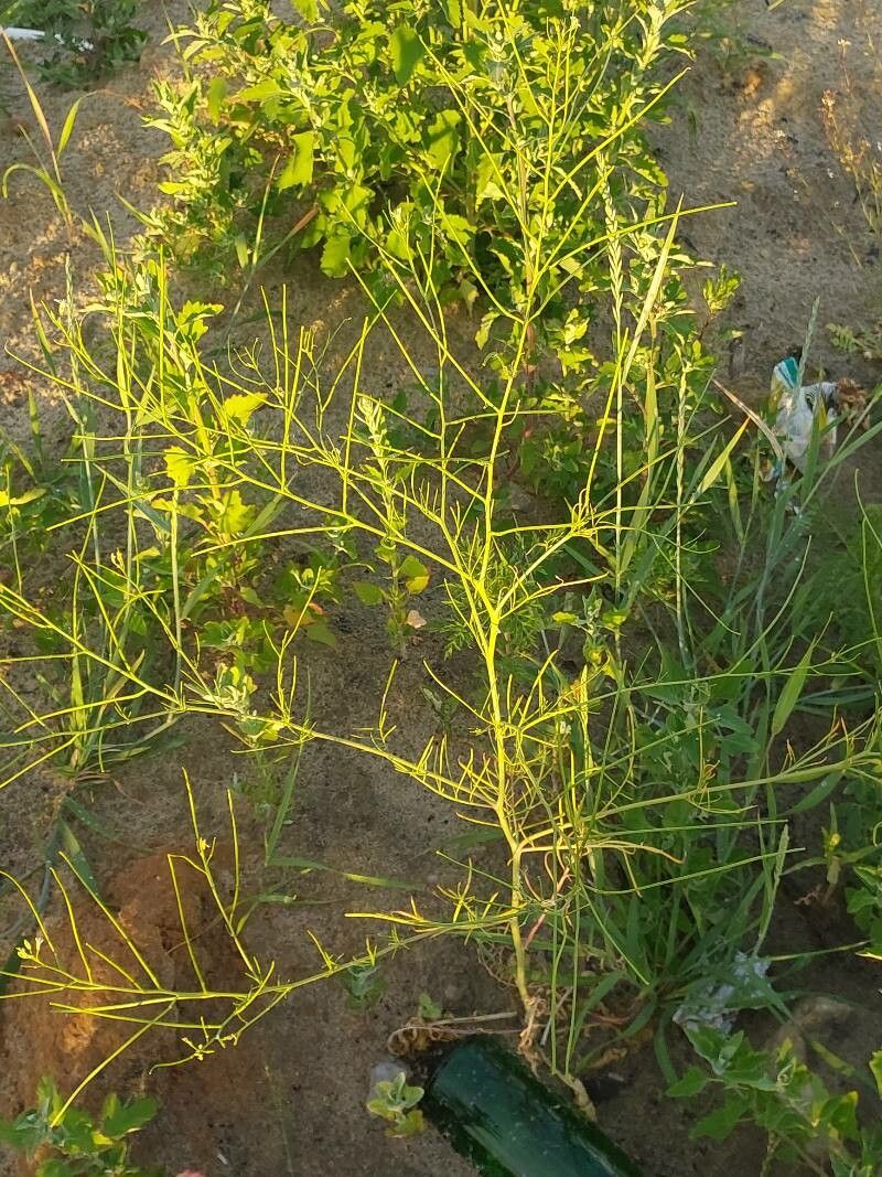 Sisymbrium altissimum fruit