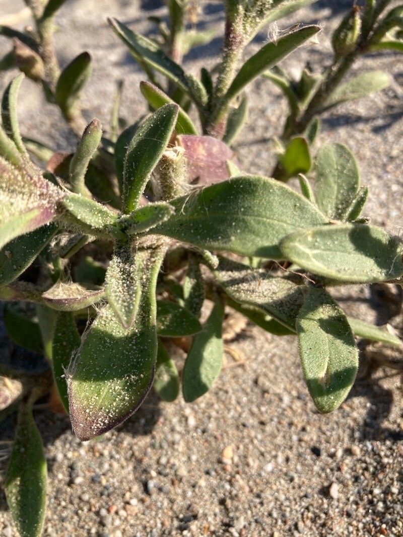 Silene ramosissima leaf