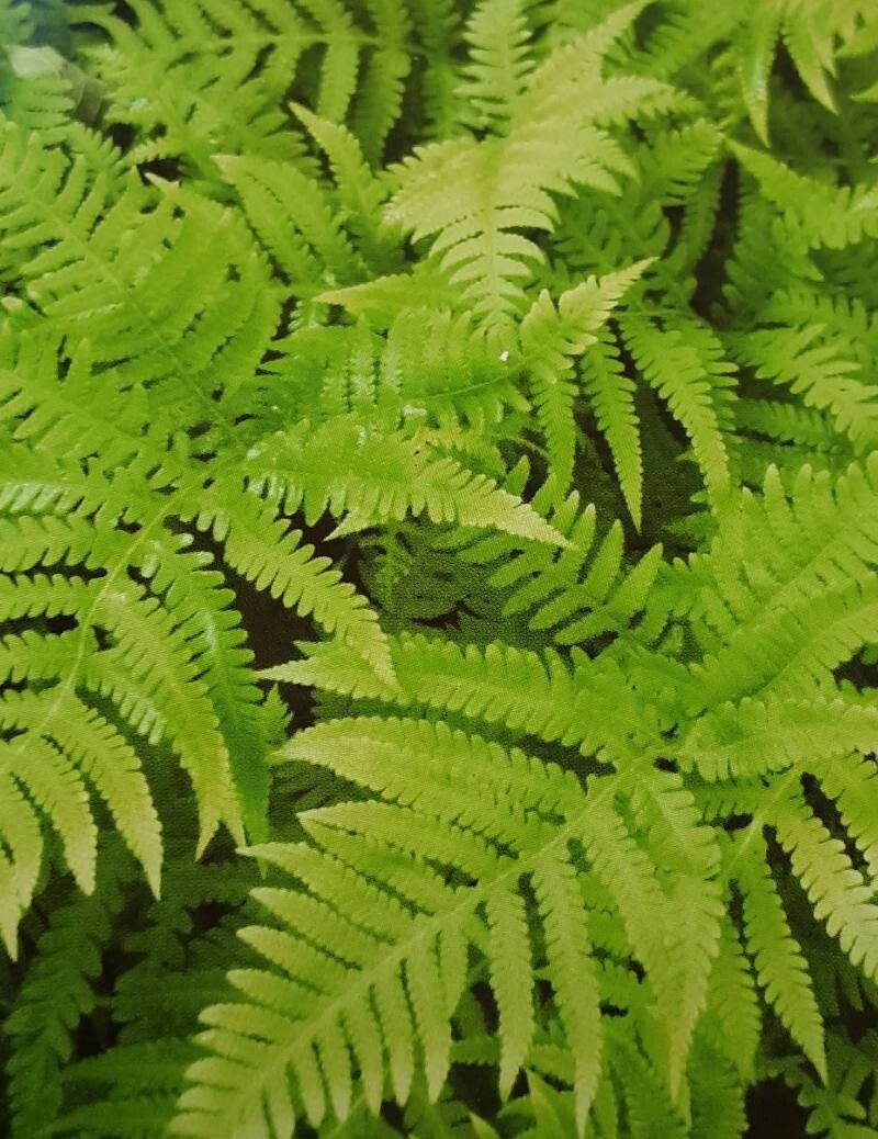 Phegopteris hexagonoptera — search result for 'Thelypteris'