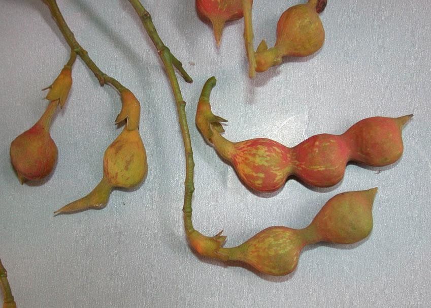 Ormosia intermedia other