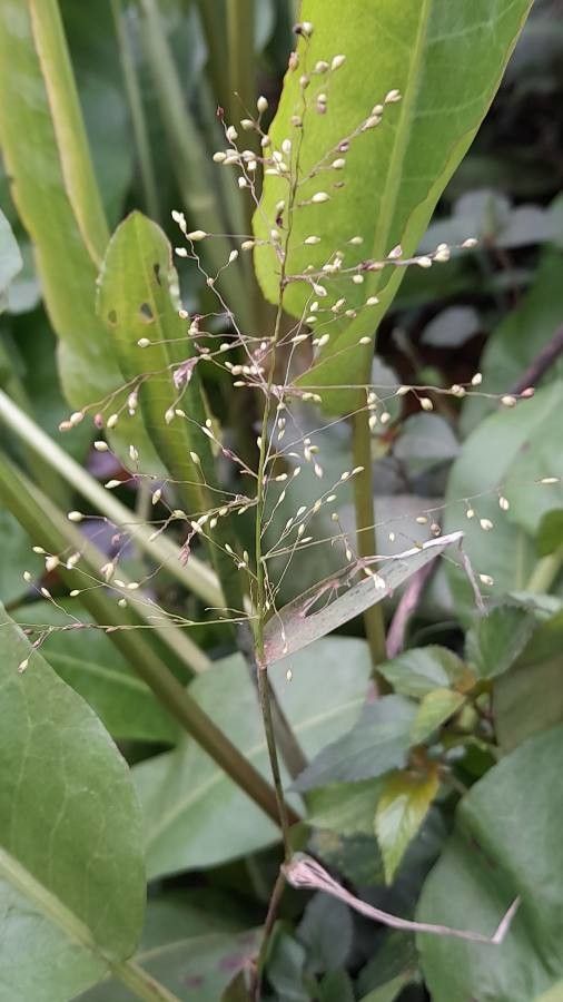 Eragrostis airoides fruit