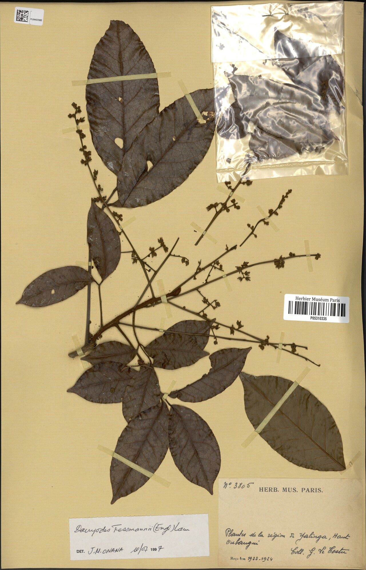 Pachylobus tessmannii — houseplant care guide