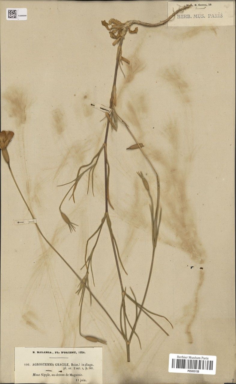 Agrostemma brachylobum — related species from the same genus