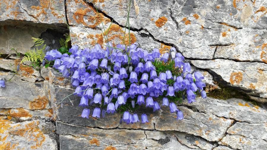 Campanula cochleariifolia flower