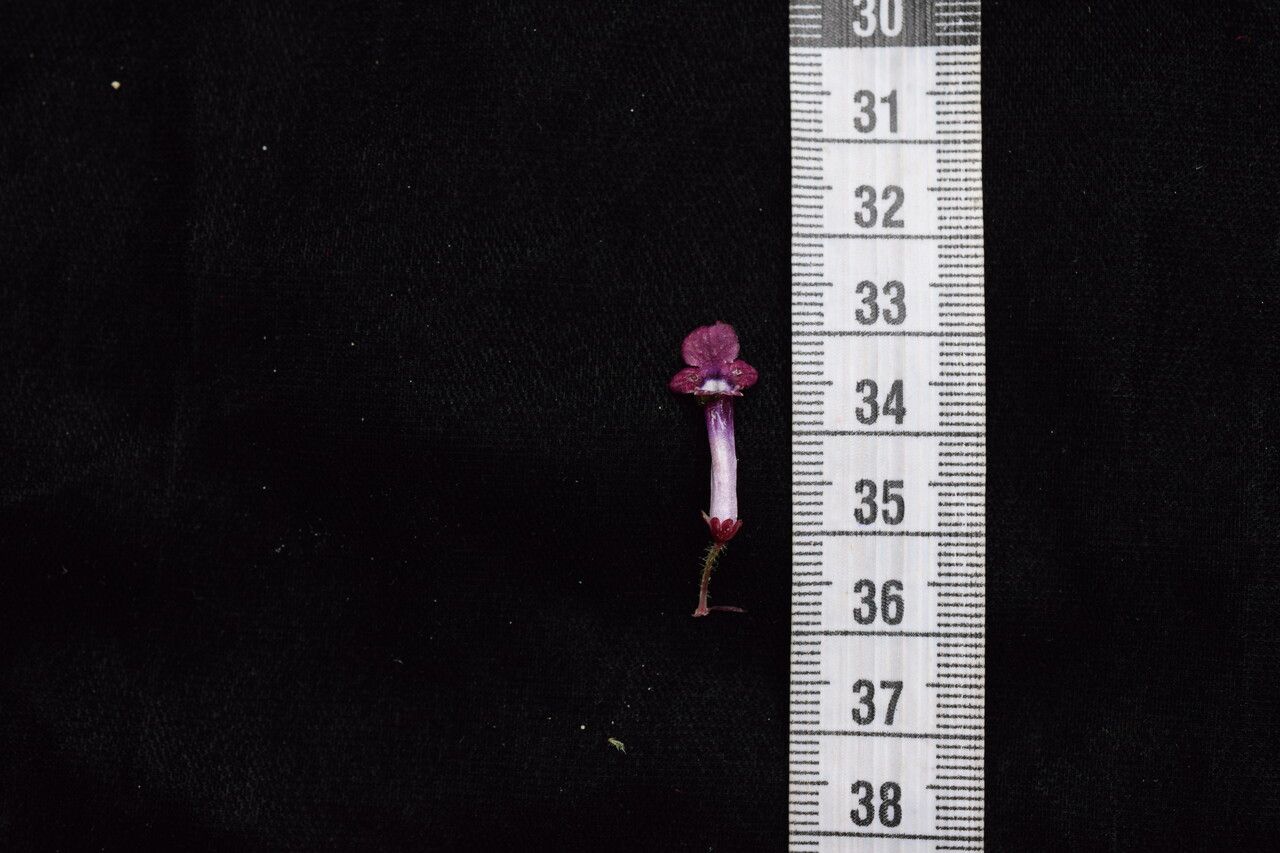 Didymocarpus albicalyx other