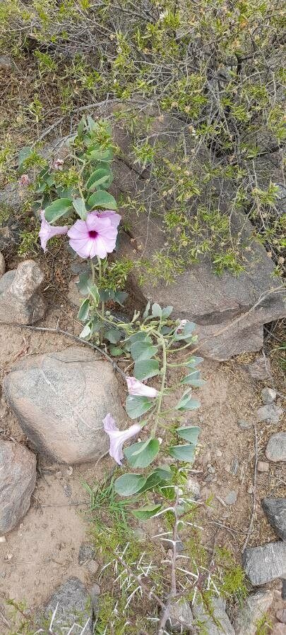 Ipomoea hieronymi habit