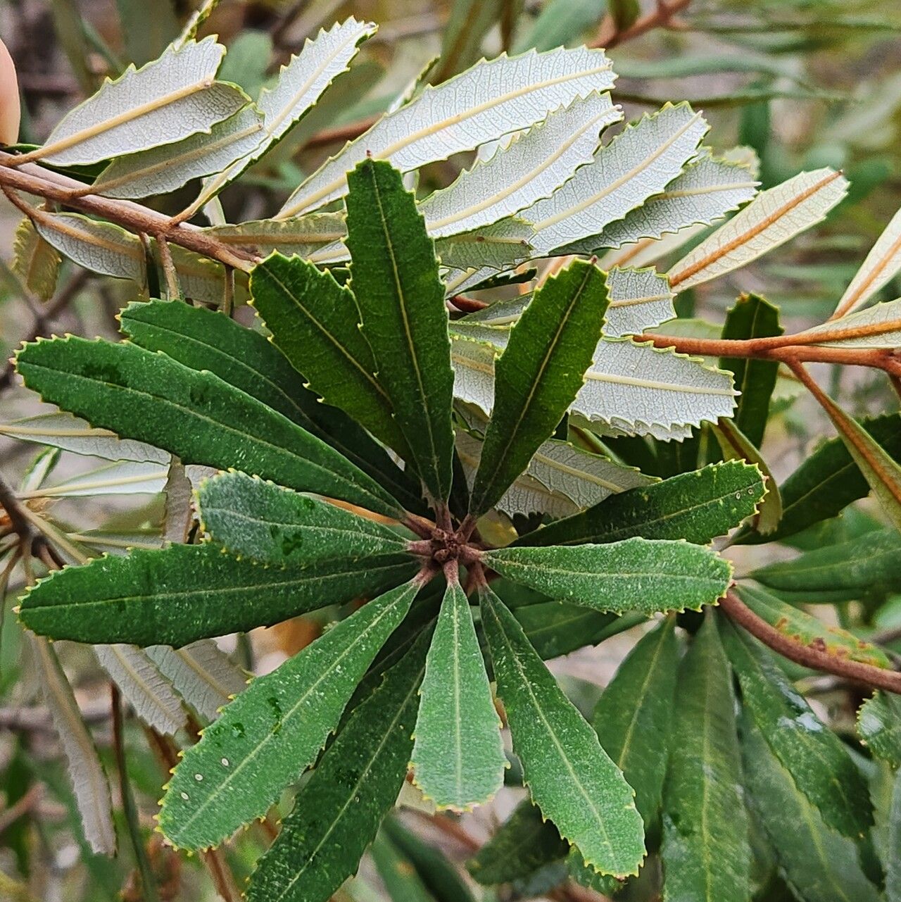 Banksia oblongifolia leaf
