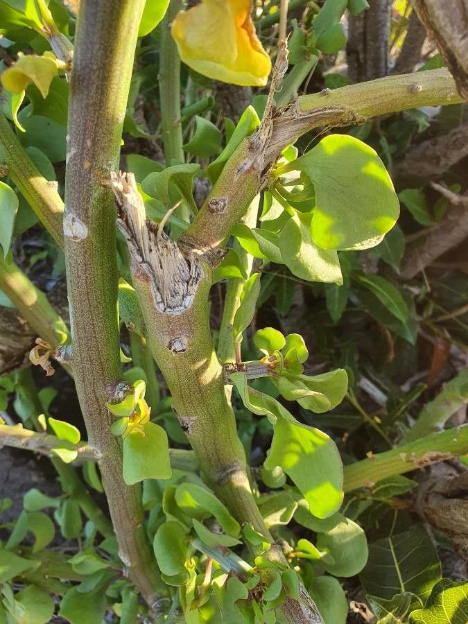 Kleinia odora — search result for 'Saudi Arabia'