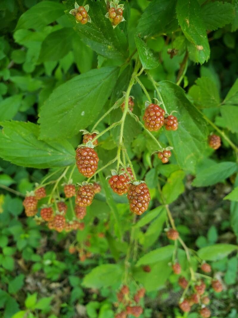 Rubus spp. fruit