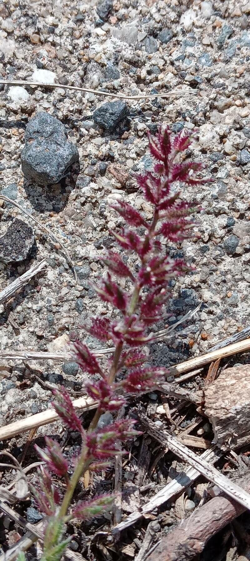Tragus racemosus fruit