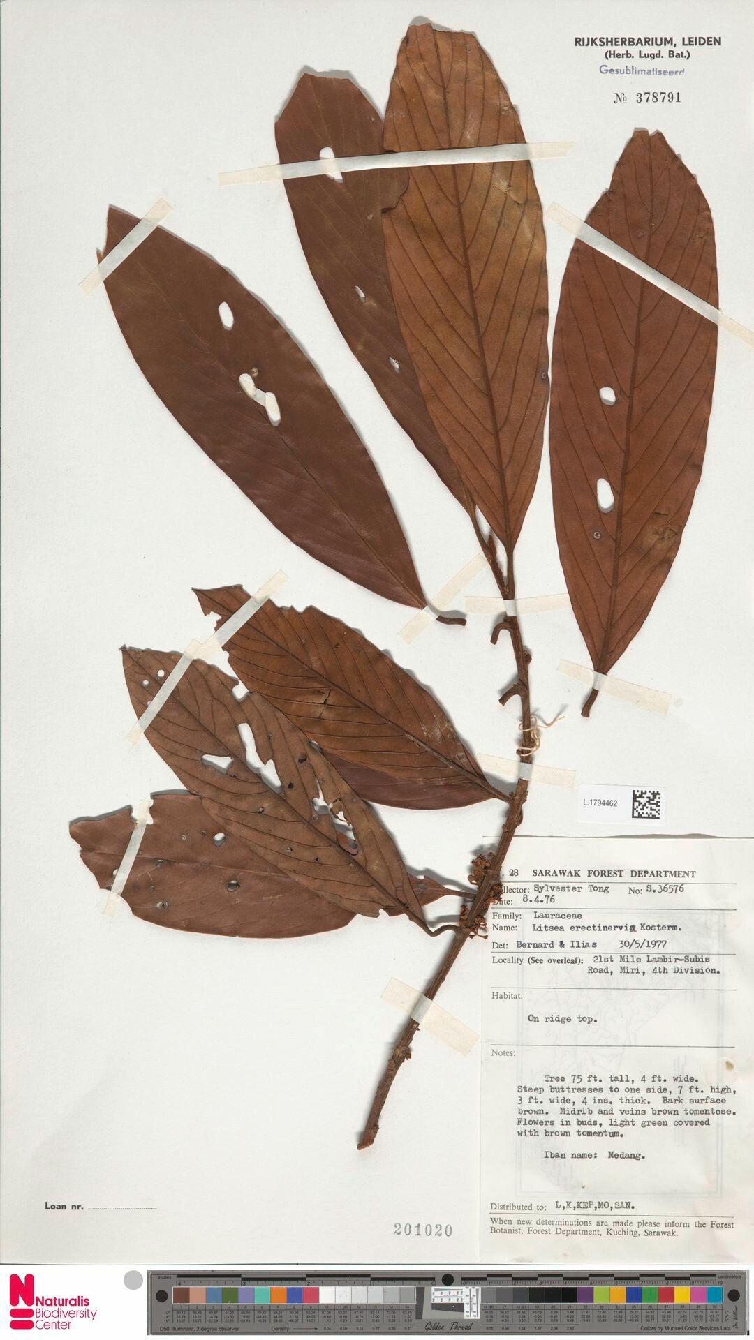 Litsea erectinervia — search result for 'Litsea'