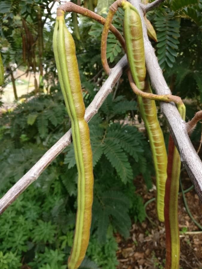 Cassia javanica fruit