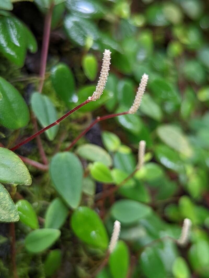 Peperomia fagerlindii flower