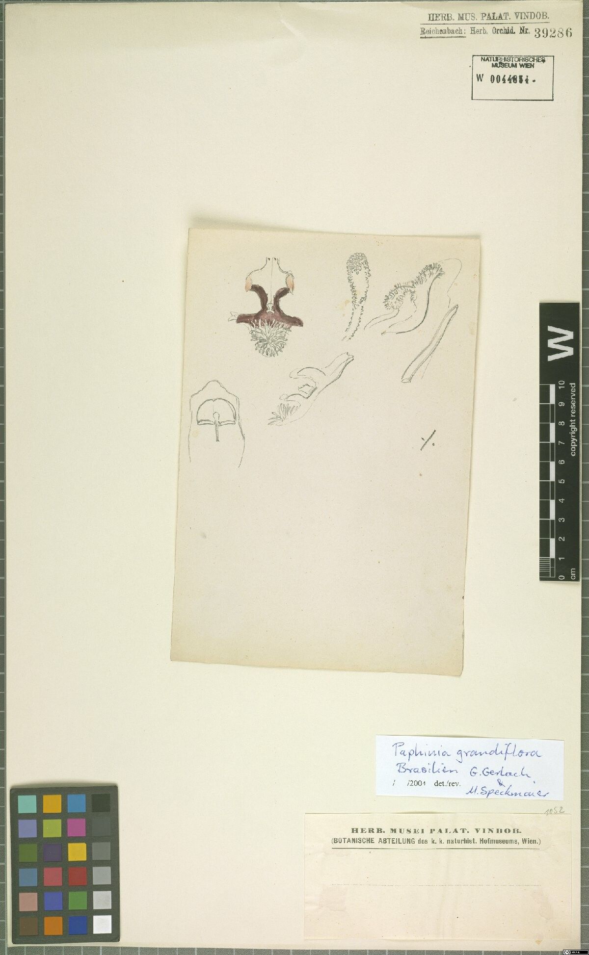 Paphinia grandiflora — related species from the same genus