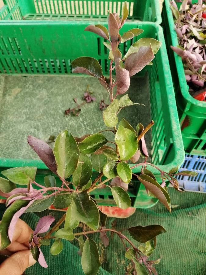 Vitex parviflora — search result for 'Cuba'