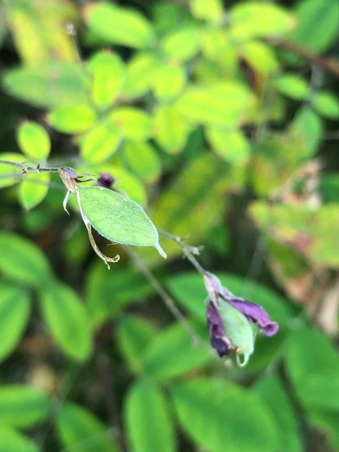 Lespedeza bicolor fruit