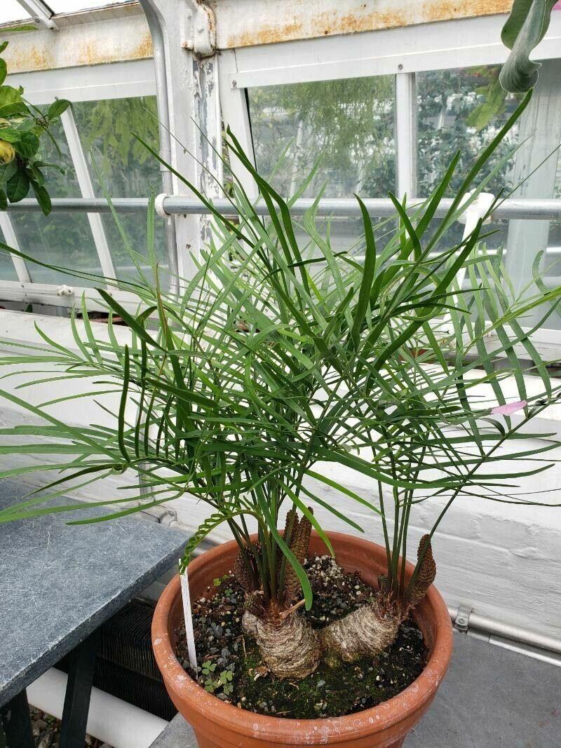 Zamia portoricensis habit