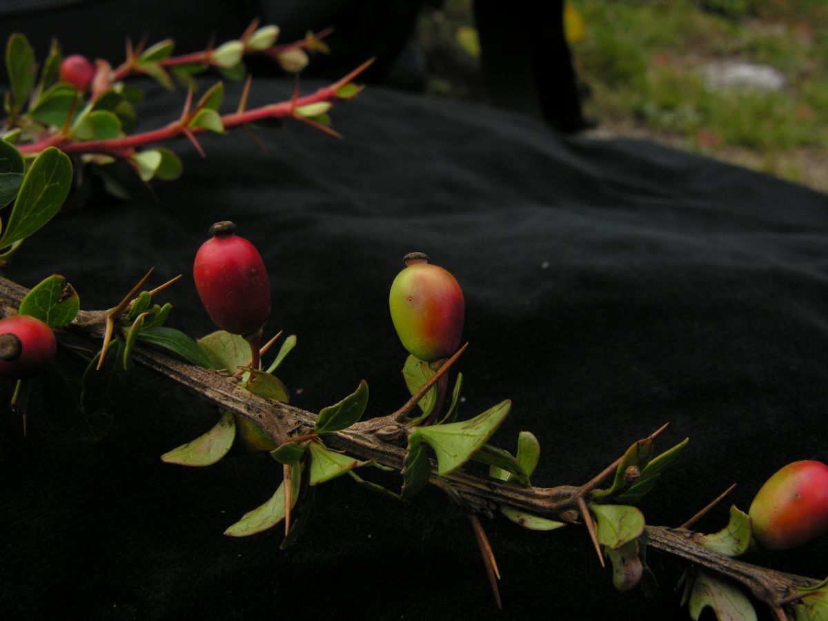 Berberis everestiana fruit