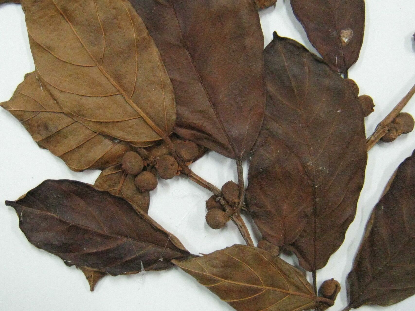 Ficus trigona — houseplant care guide